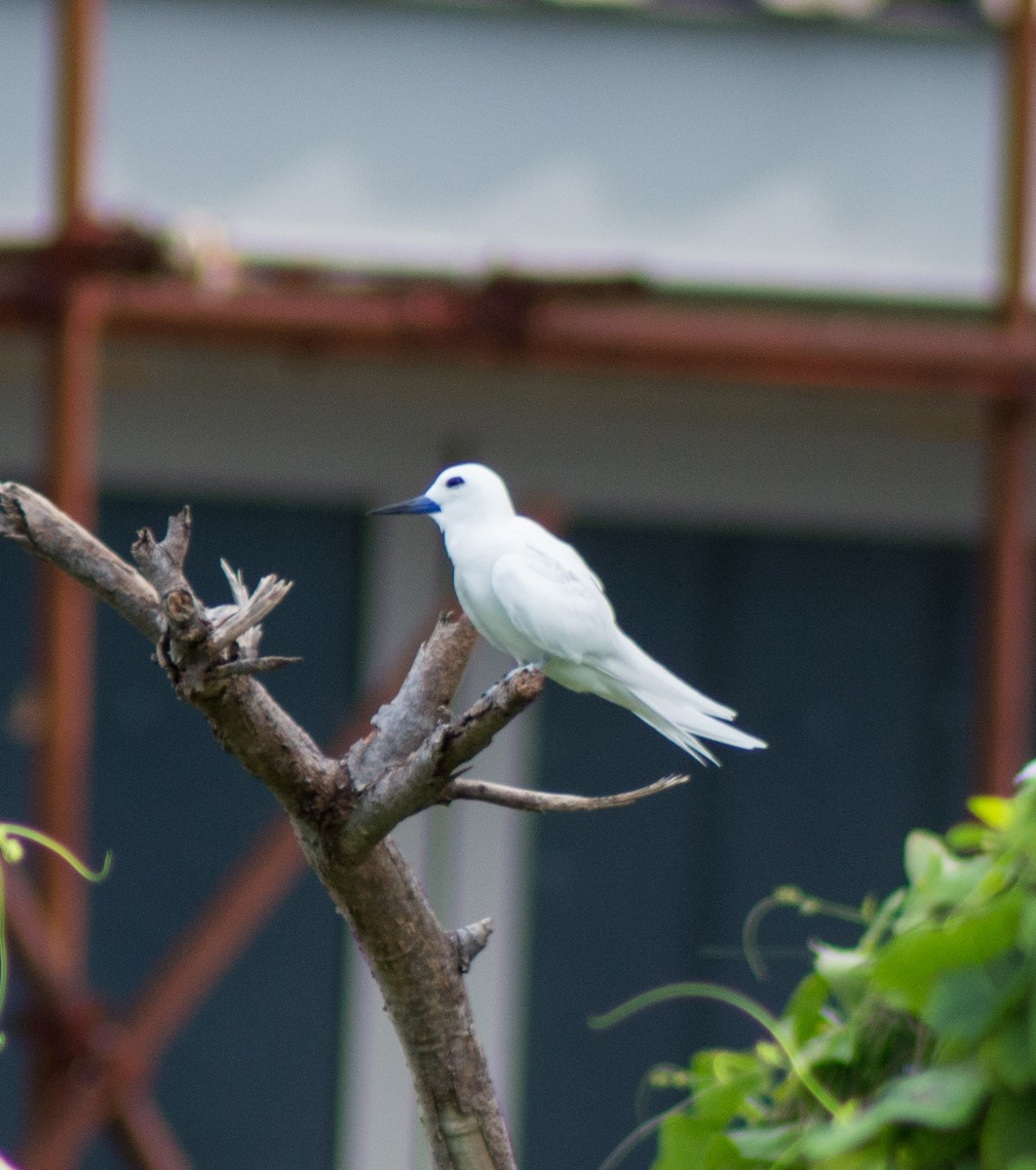 White Tern (Pacific) - Trenton Voytko