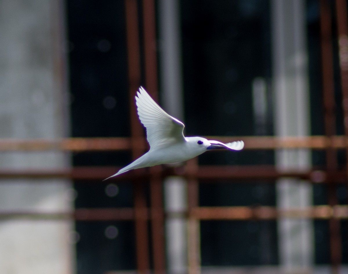 White Tern (Pacific) - ML382817081