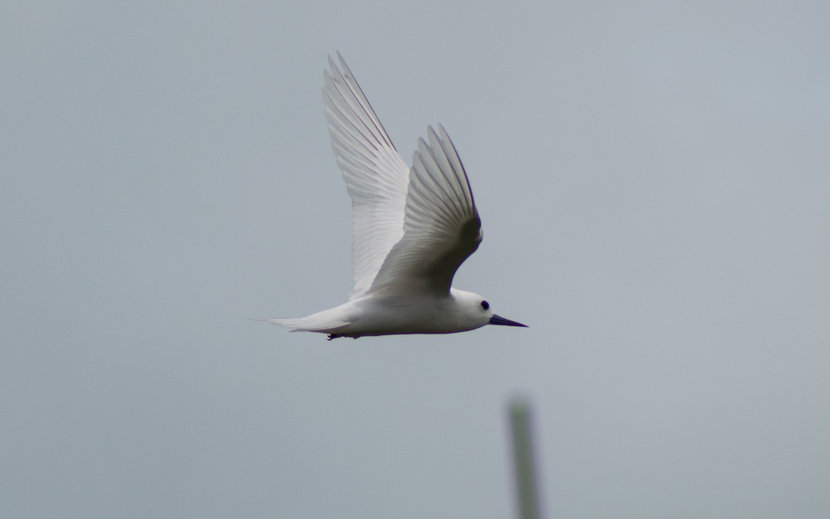 White Tern (Pacific) - ML382817091