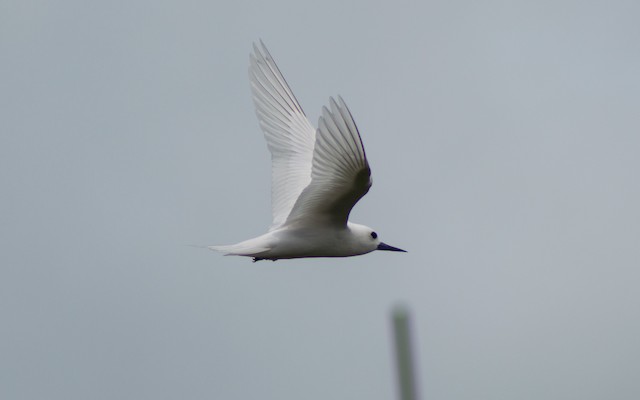 White Tern (Pacific)
