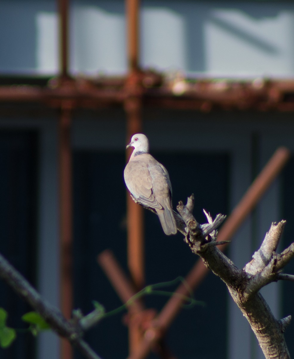Philippine Collared-Dove - Trenton Voytko