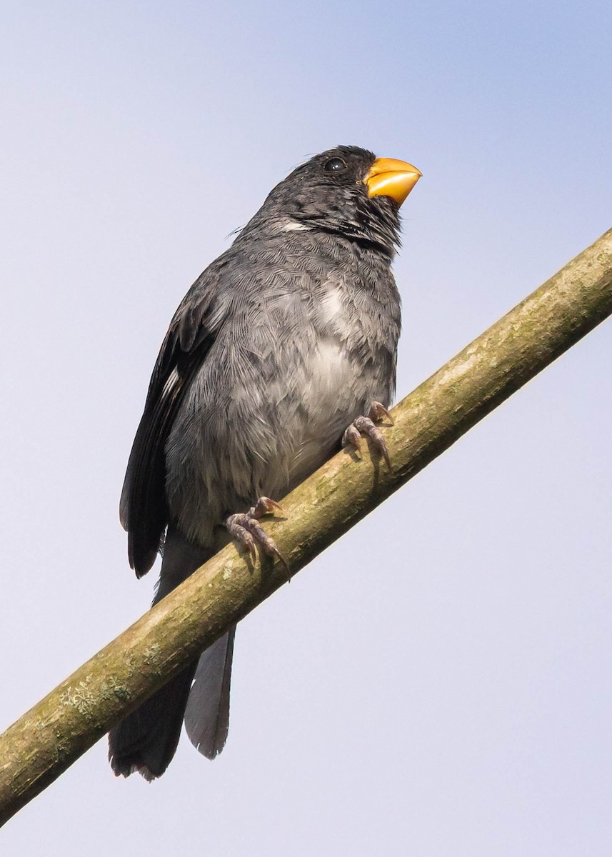 Gray Seedeater - ML382818231