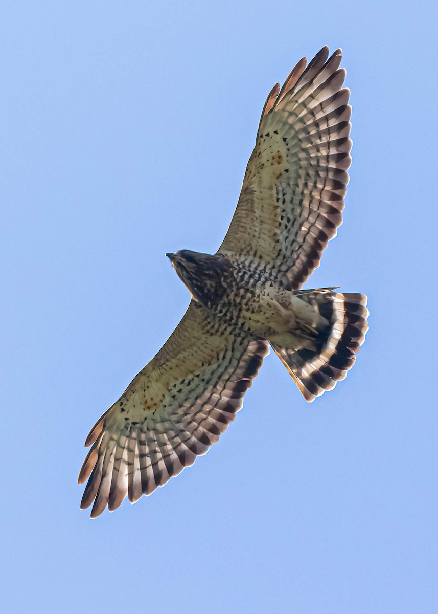 Broad-winged Hawk - David Monroy Rengifo