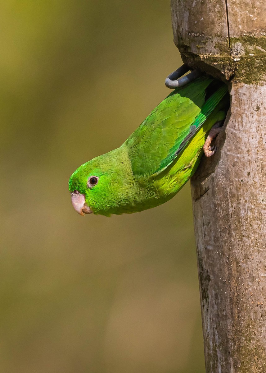 Spectacled Parrotlet - ML382818401
