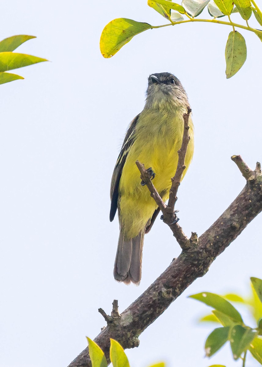 Yellow-crowned Tyrannulet - ML382818451