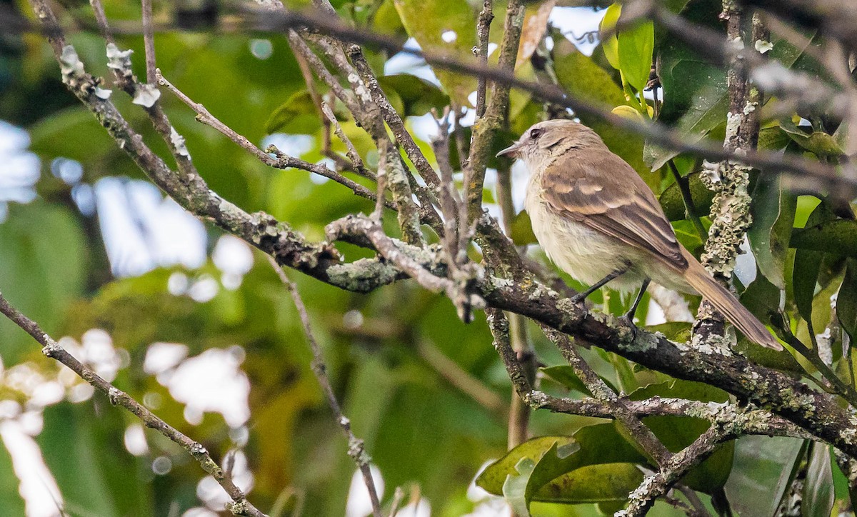 Northern Mouse-colored Tyrannulet - ML382818661