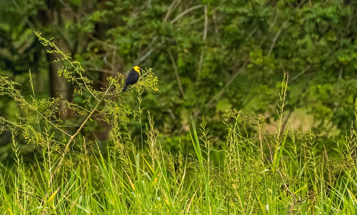 Yellow-hooded Blackbird - ML382819161