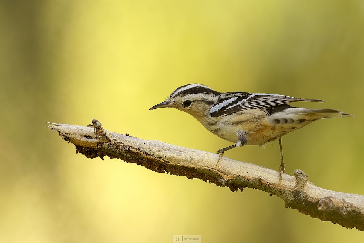 Black-and-white Warbler - ML382822071