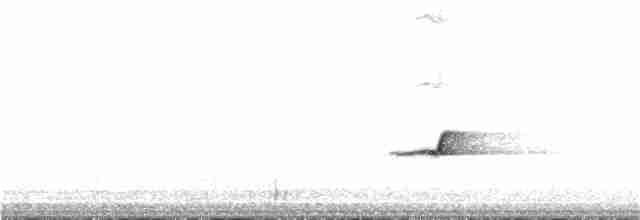 White-breasted Whistler - ML382823261