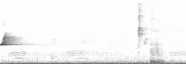 White-breasted Whistler - ML382823421