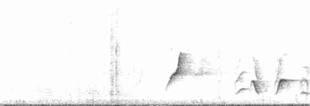 White-breasted Whistler - ML382823431