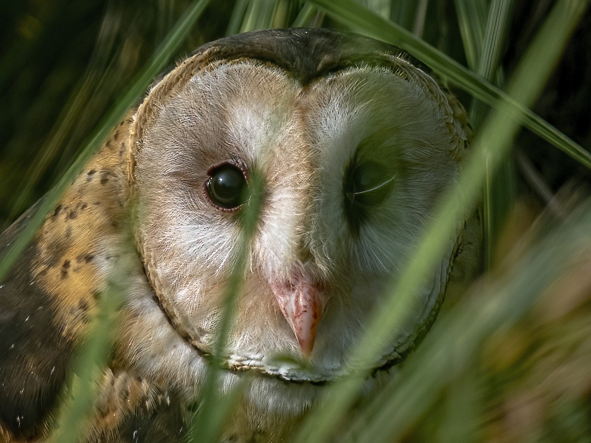 Australasian Grass-Owl - Arpan Saha
