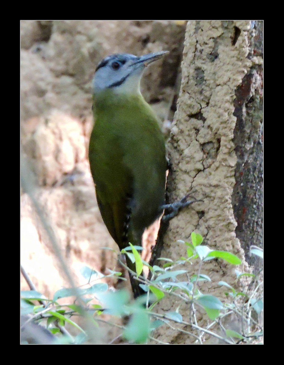 Gray-headed Woodpecker - Dinesh Pundir