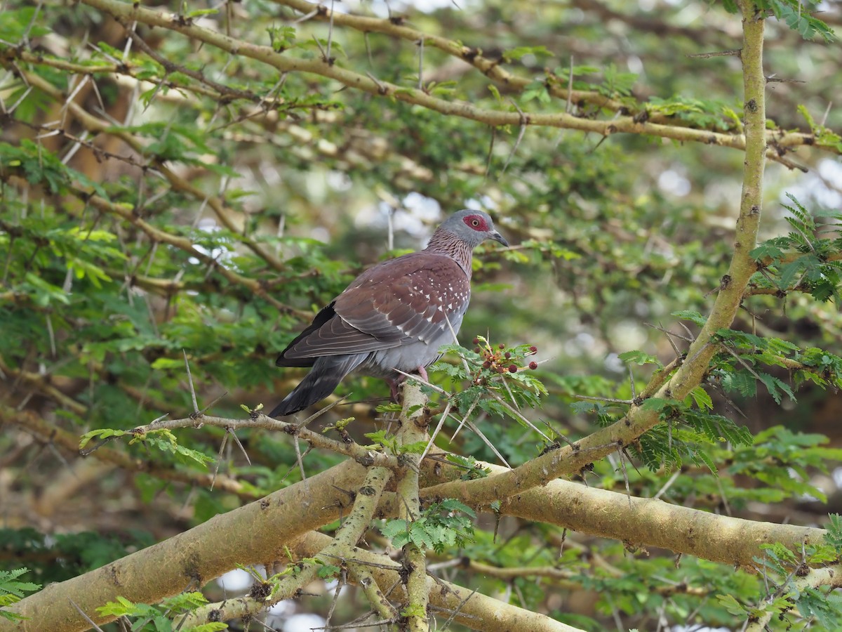 Speckled Pigeon - ML382832601
