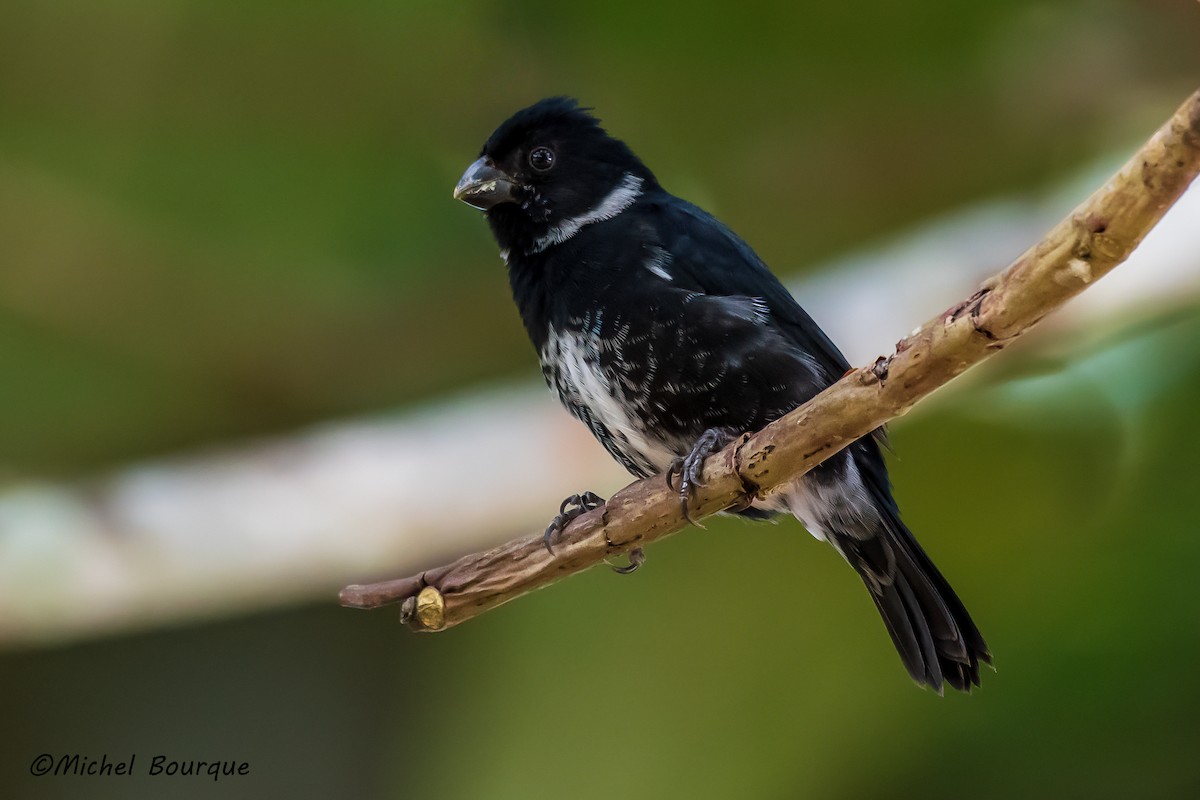 Variable Seedeater - ML382837101