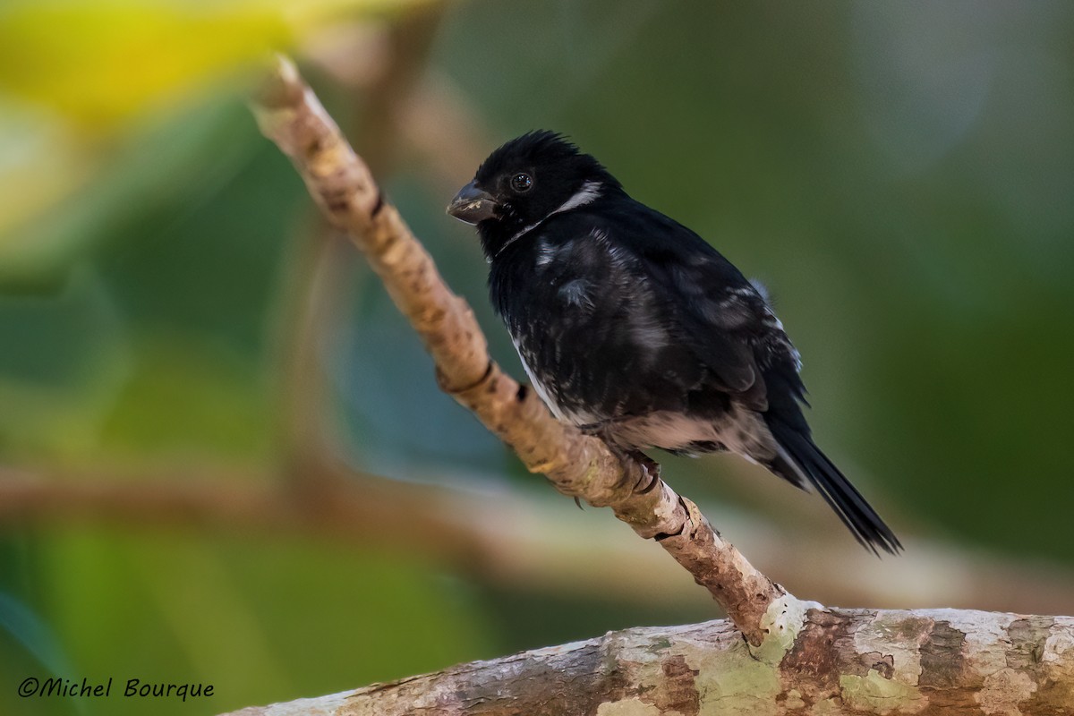 Variable Seedeater - ML382837111