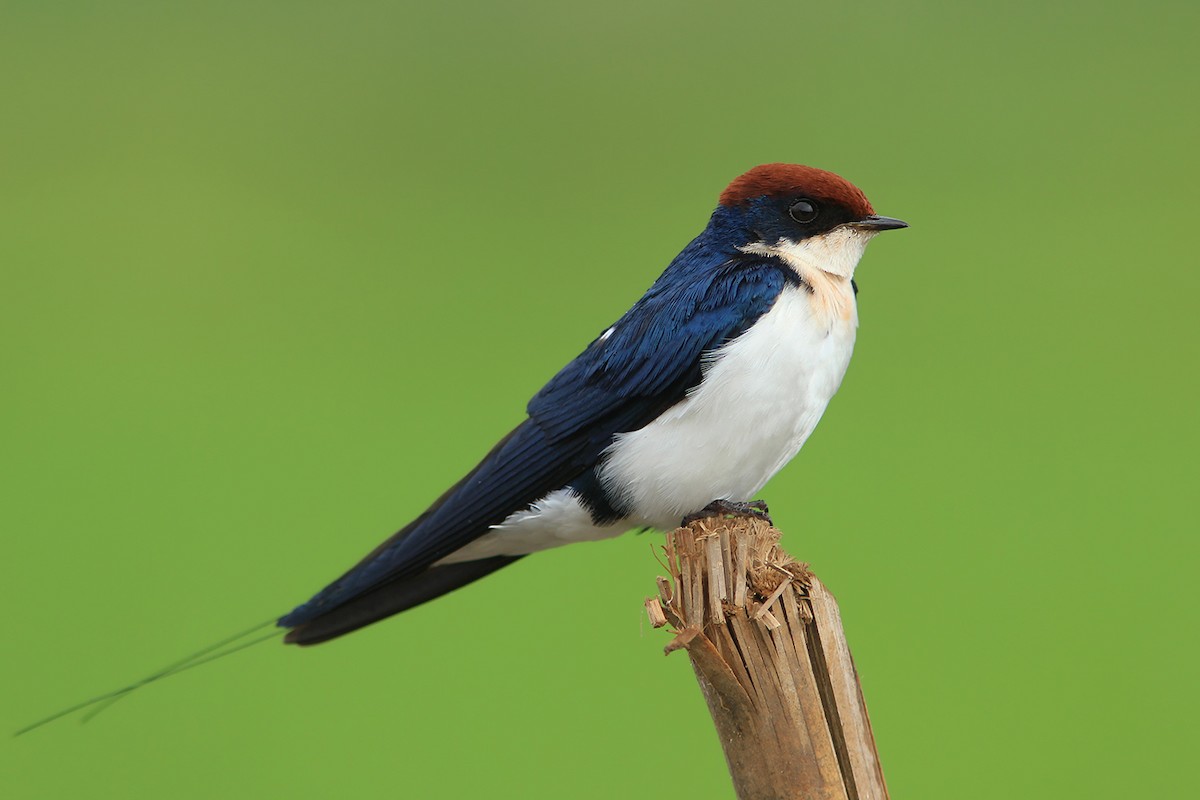 Wire-tailed Swallow - Ayuwat Jearwattanakanok