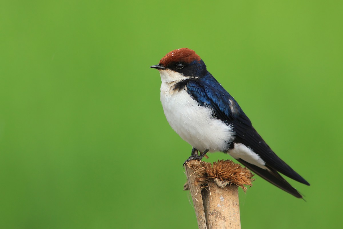 Wire-tailed Swallow - ML382837271