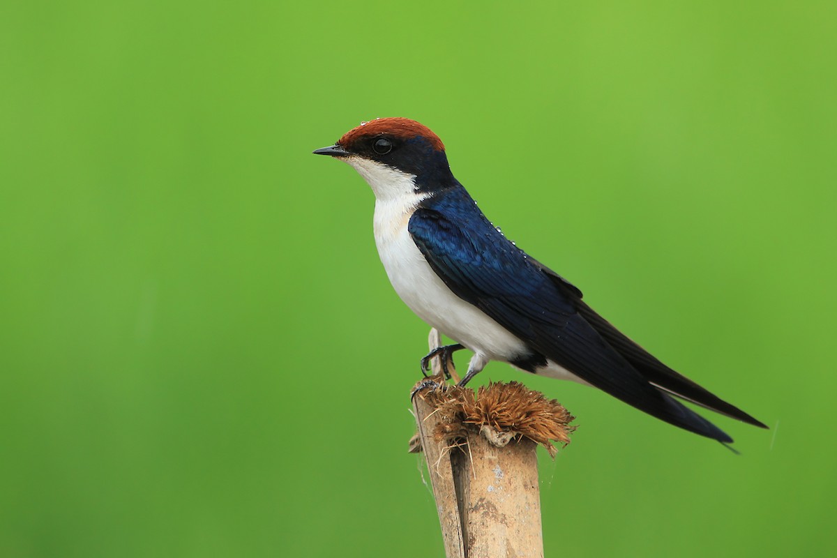 Wire-tailed Swallow - ML382837281