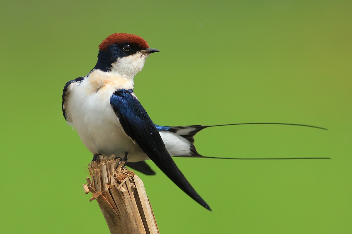 Wire-tailed Swallow - ML382837301