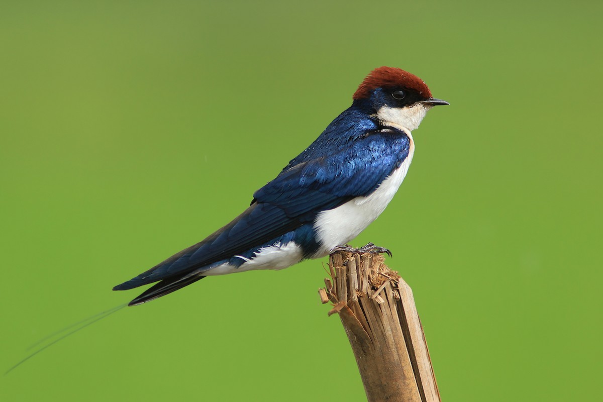 Wire-tailed Swallow - ML382837311