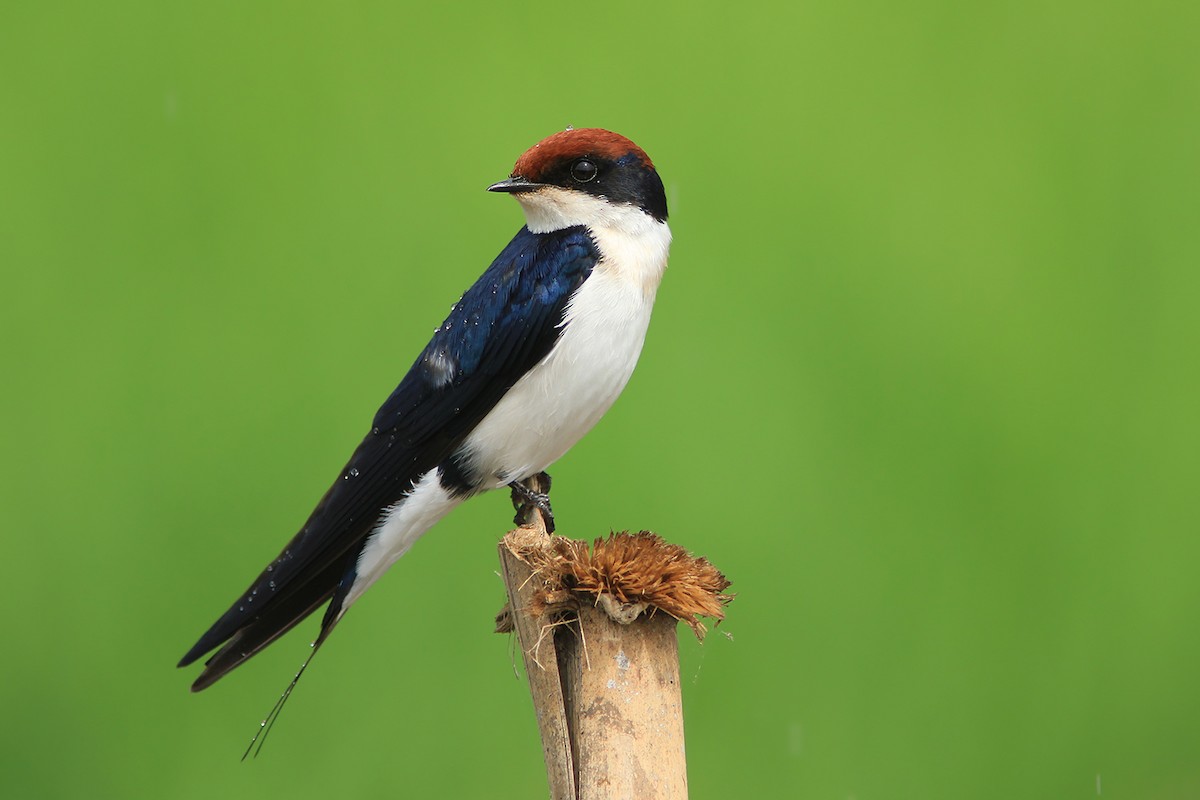 Wire-tailed Swallow - ML382837321
