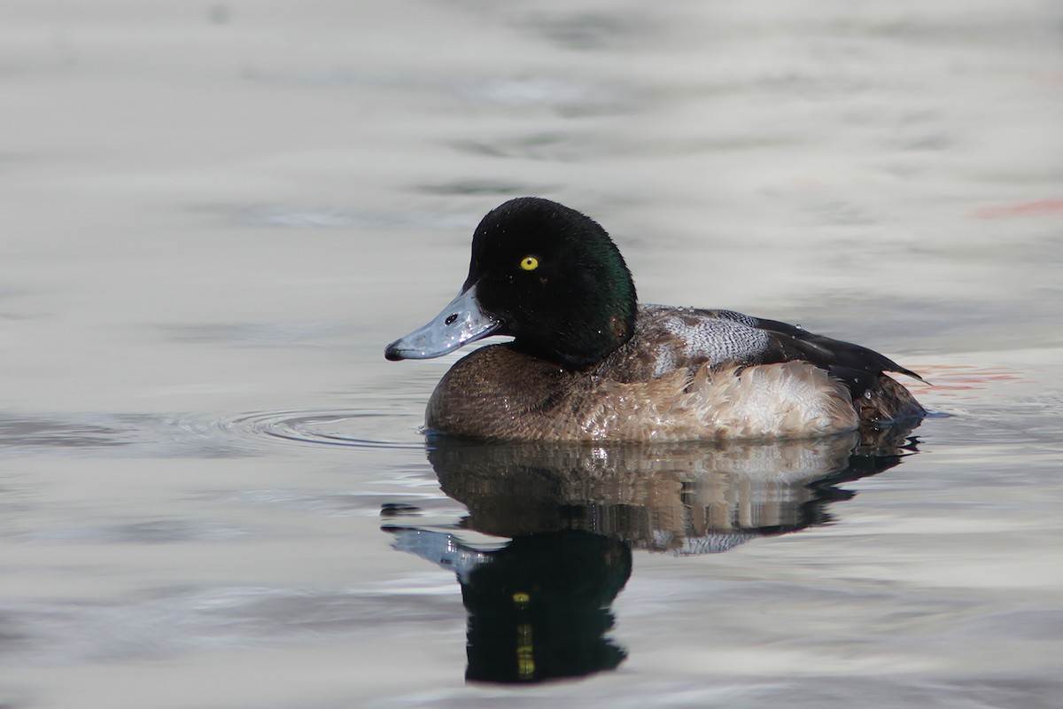 Greater Scaup - ML382842011