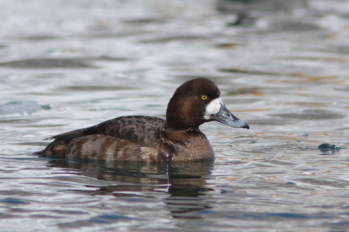 Greater Scaup - ML382842021