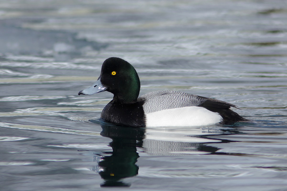 Greater Scaup - ML382842031