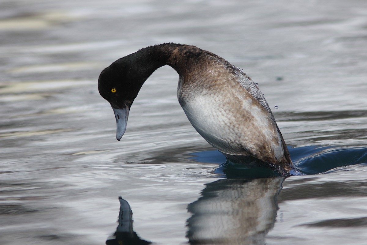 Greater Scaup - ML382842041