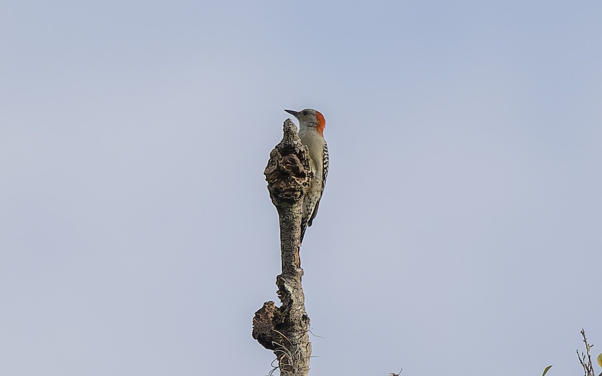 Red-bellied Woodpecker - ML382843501