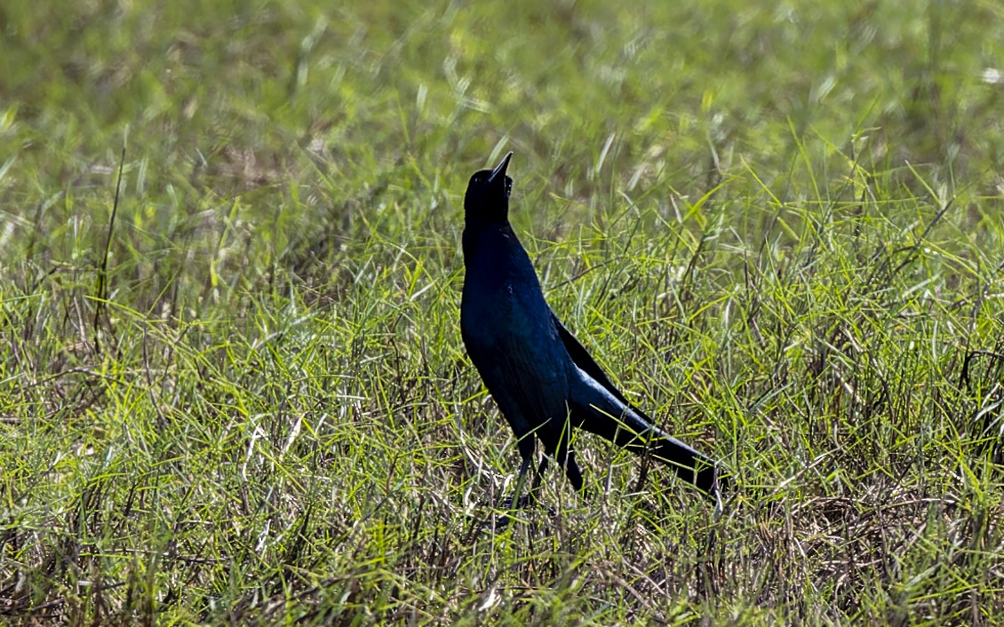Boat-tailed Grackle - Gary Leavens