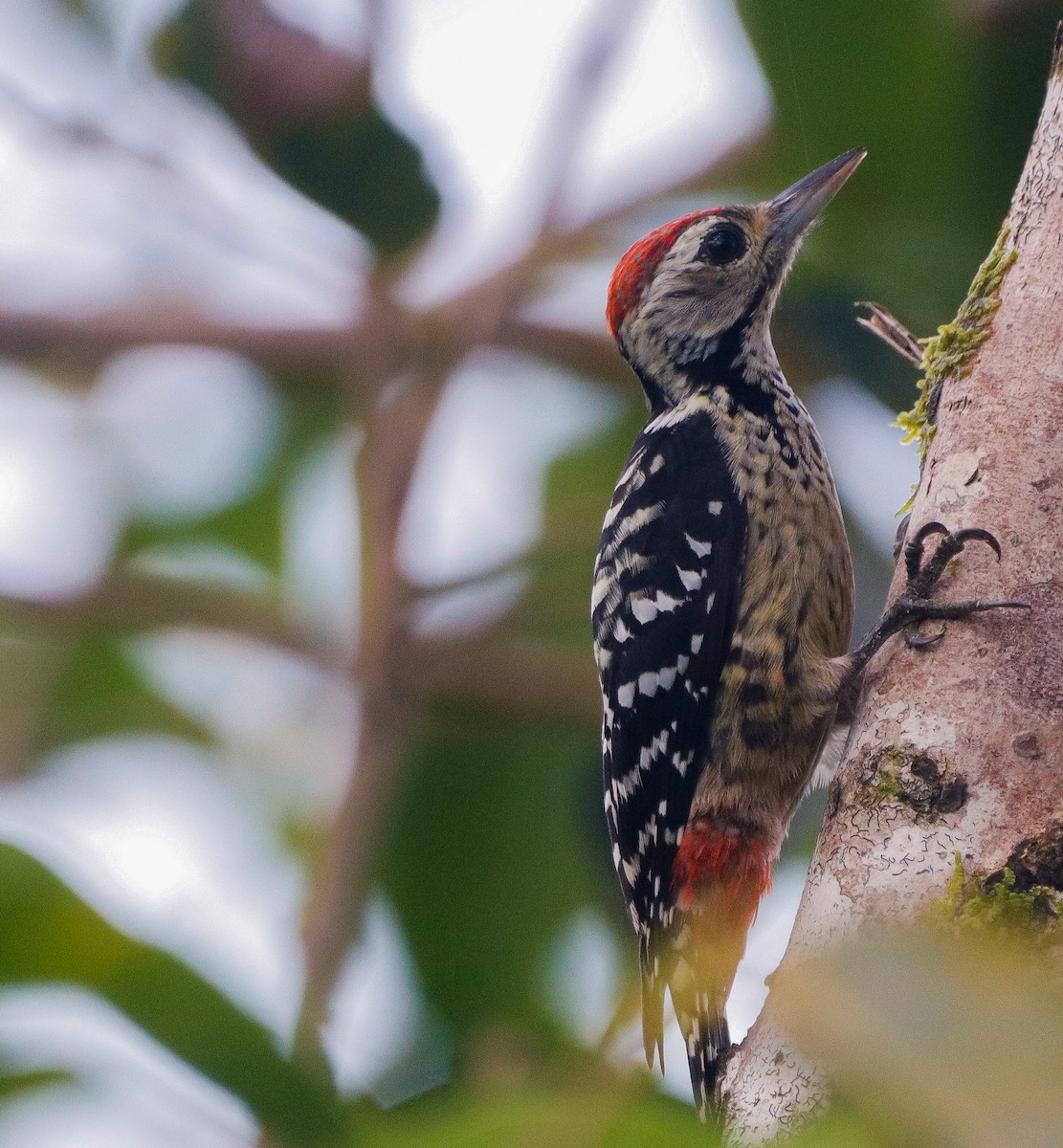 Freckle-breasted Woodpecker - ML382844611