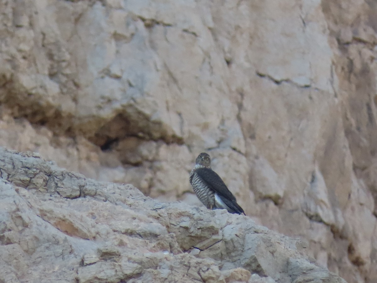Eurasian Sparrowhawk - Mahboube M.Alizadeh