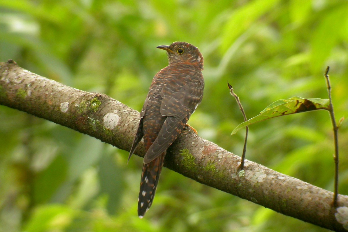 Lesser Cuckoo - Ayuwat Jearwattanakanok