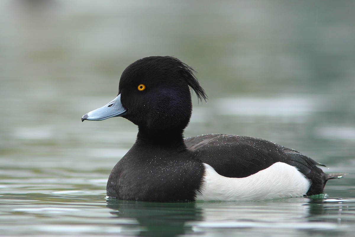 Tufted Duck - ML382846591