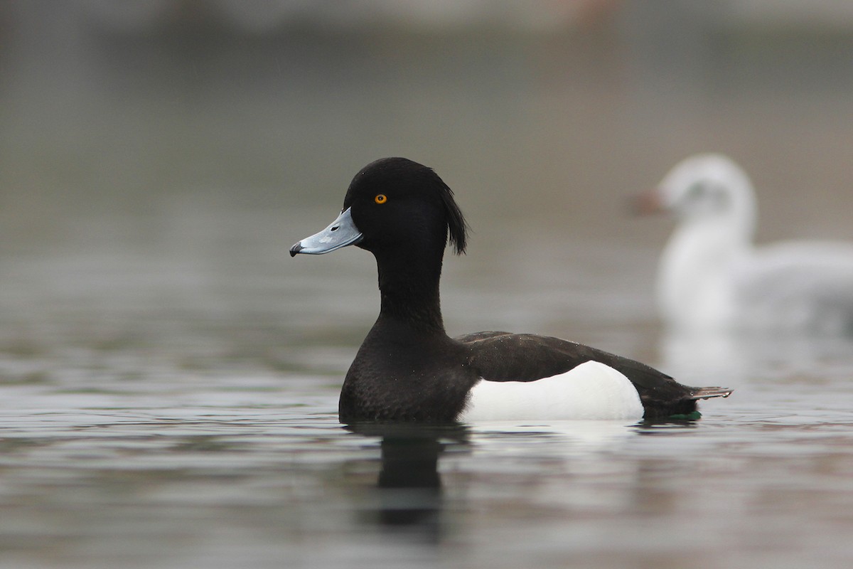 Tufted Duck - ML382846621
