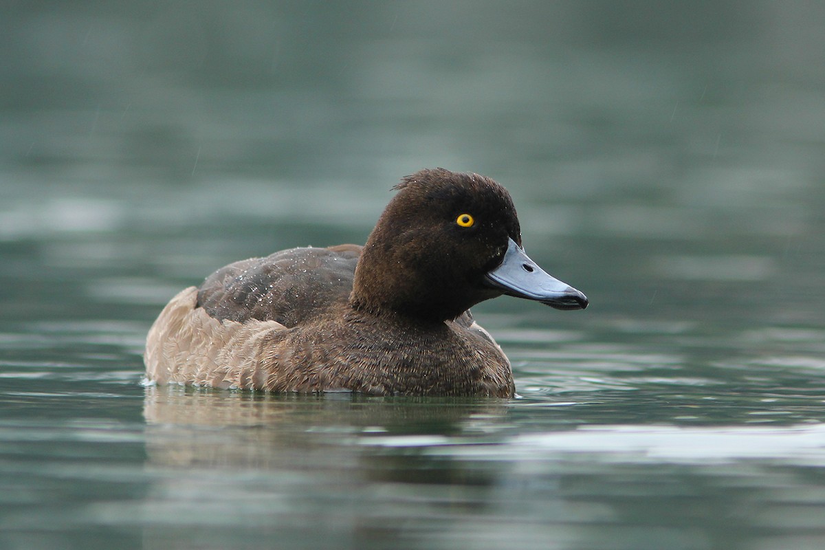 Tufted Duck - ML382846631