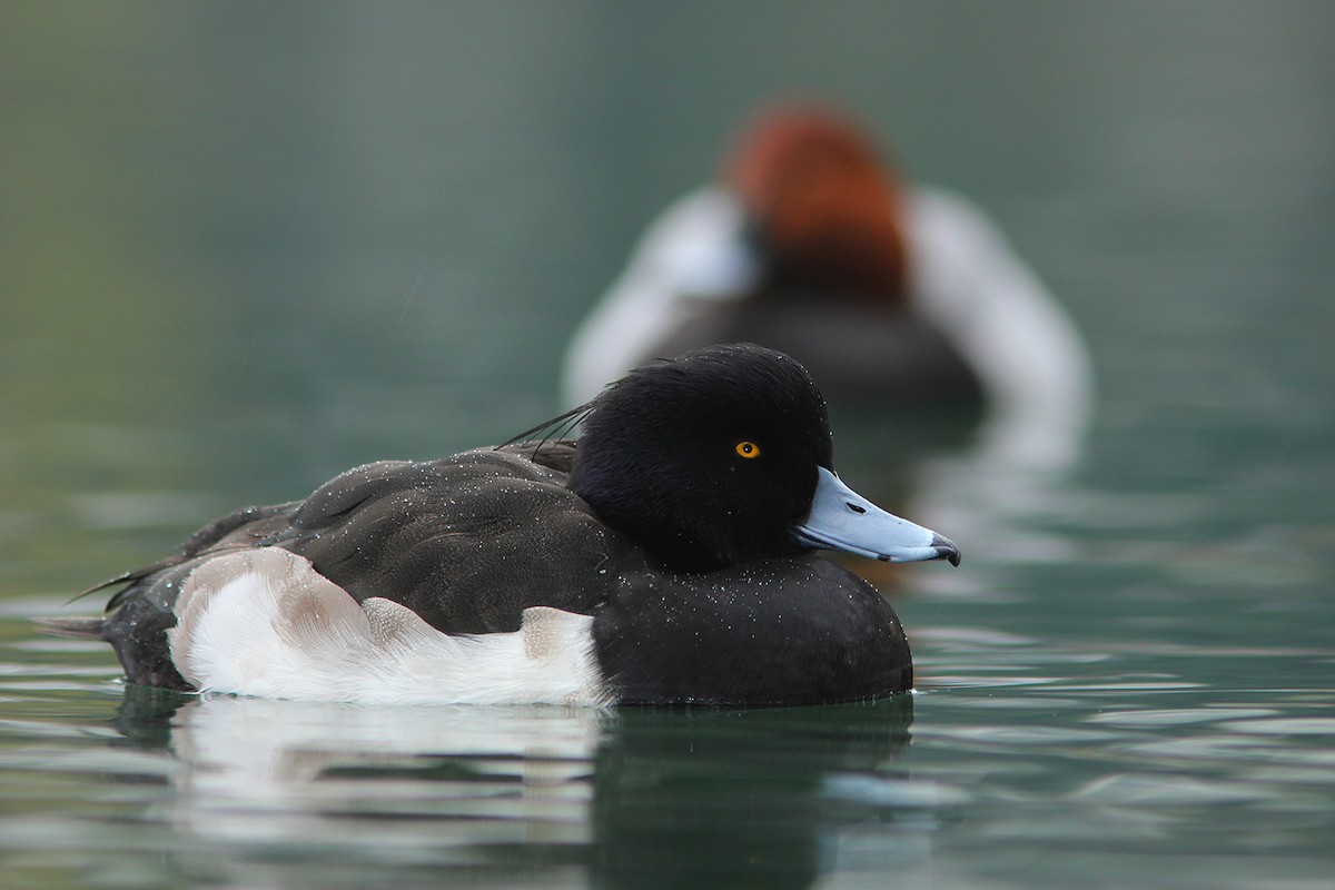 Tufted Duck - ML382846641