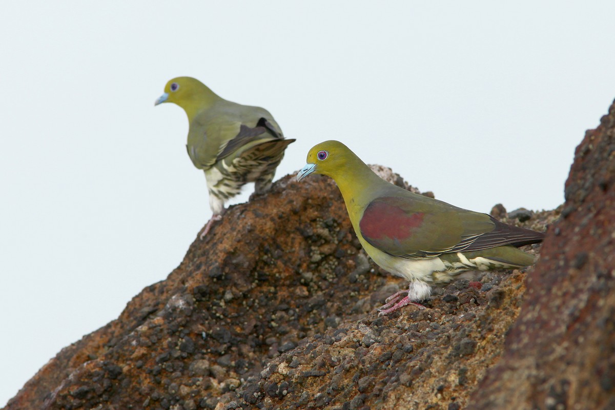 White-bellied Green-Pigeon - ML382847141