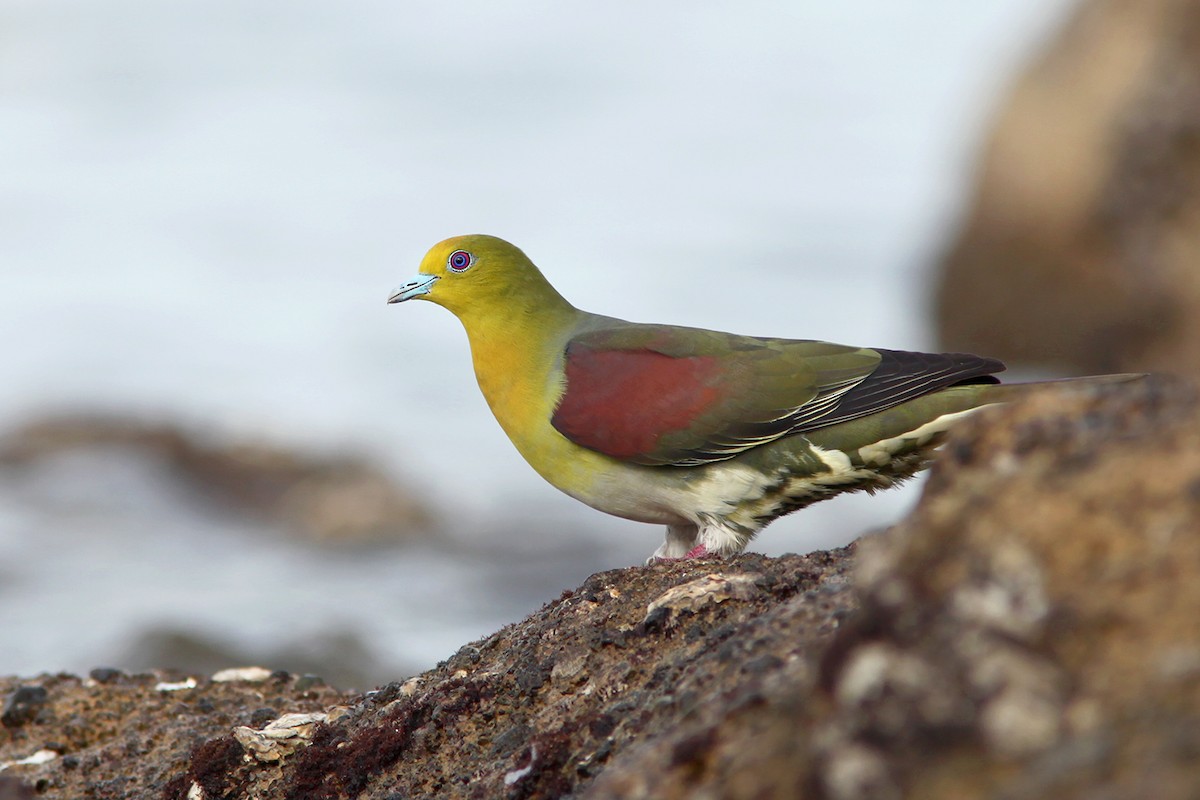 White-bellied Green-Pigeon - ML382847161