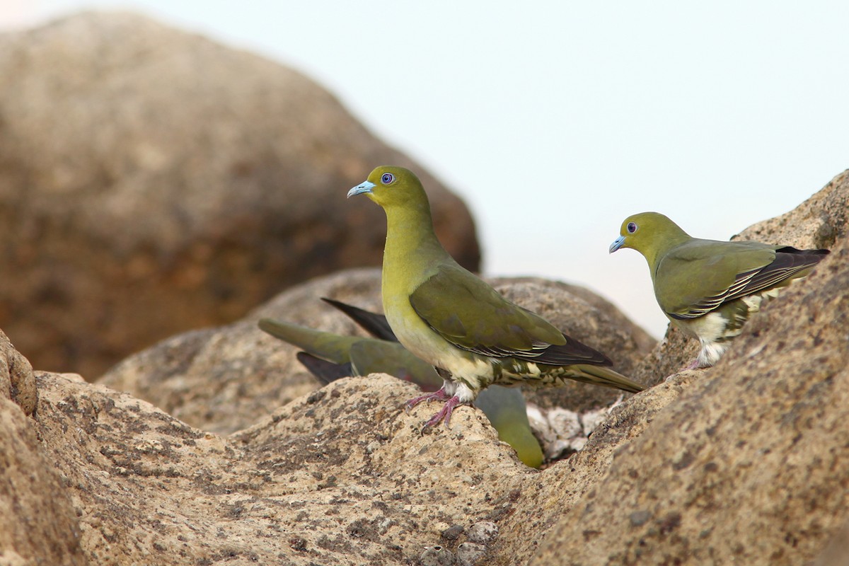 White-bellied Green-Pigeon - ML382847171