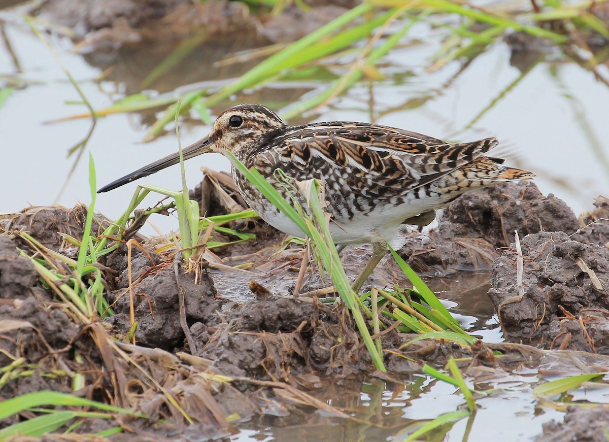 Common Snipe - Neoh Hor Kee