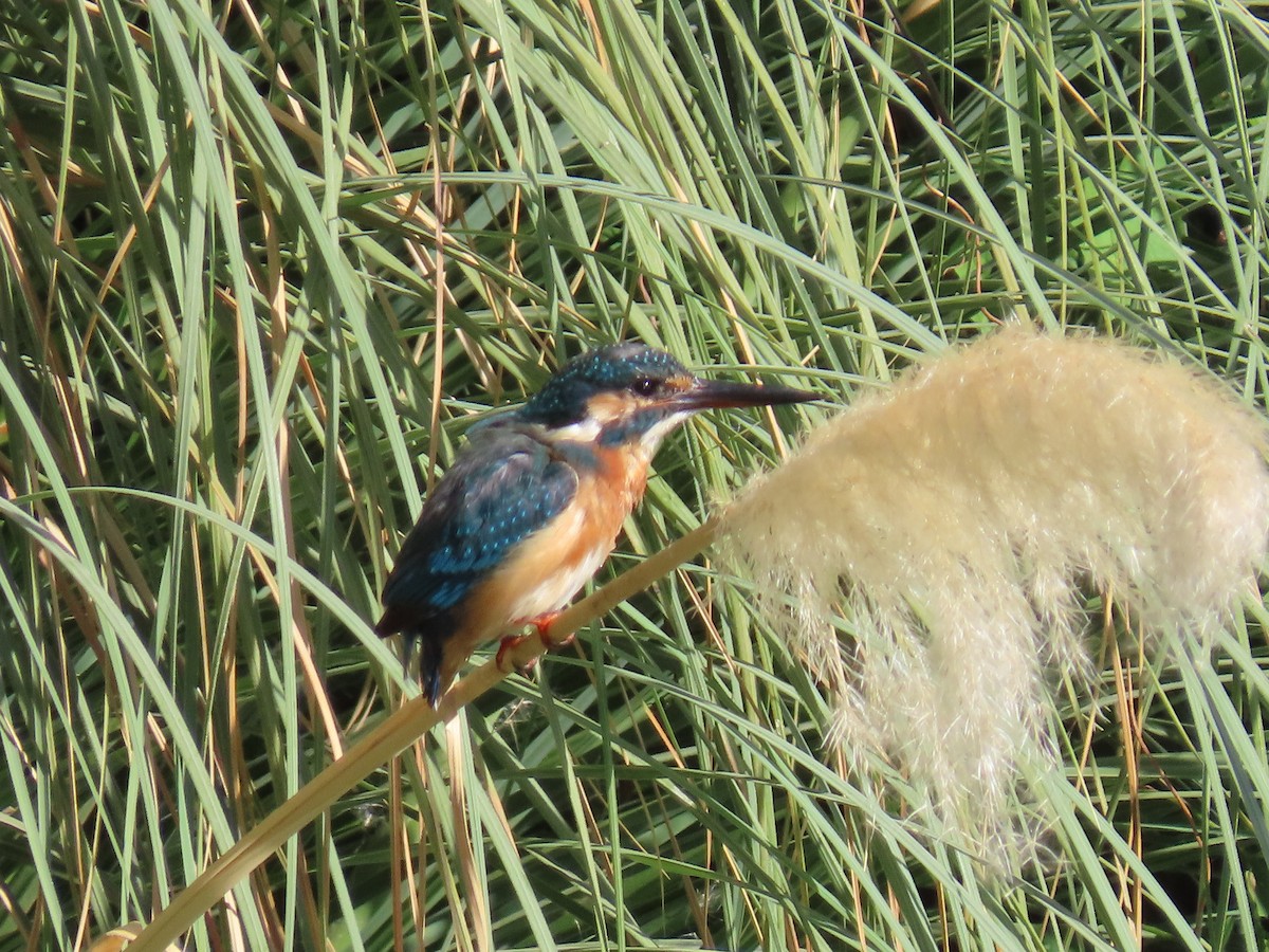 Common Kingfisher - Mahboube M.Alizadeh