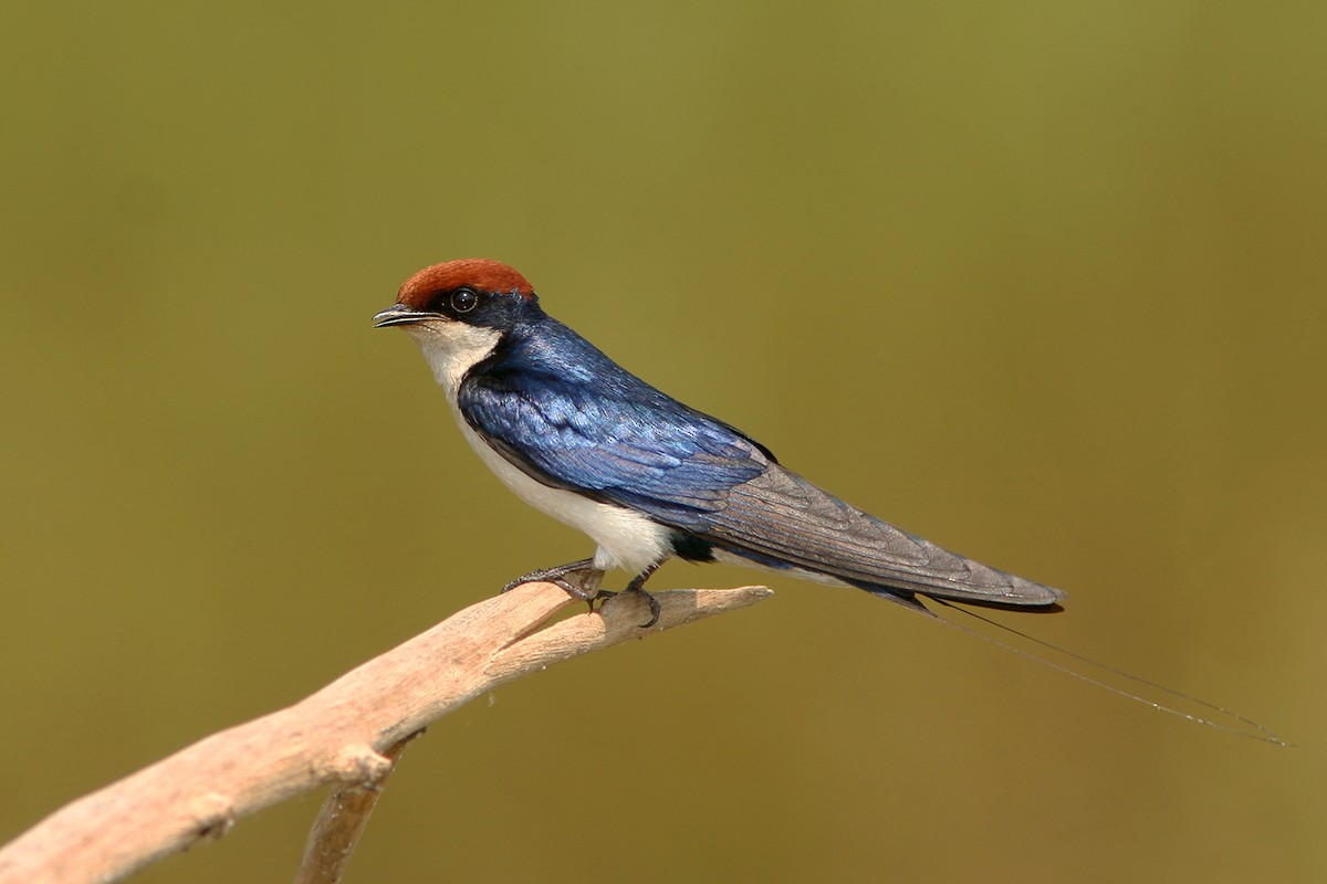Wire-tailed Swallow - Ayuwat Jearwattanakanok