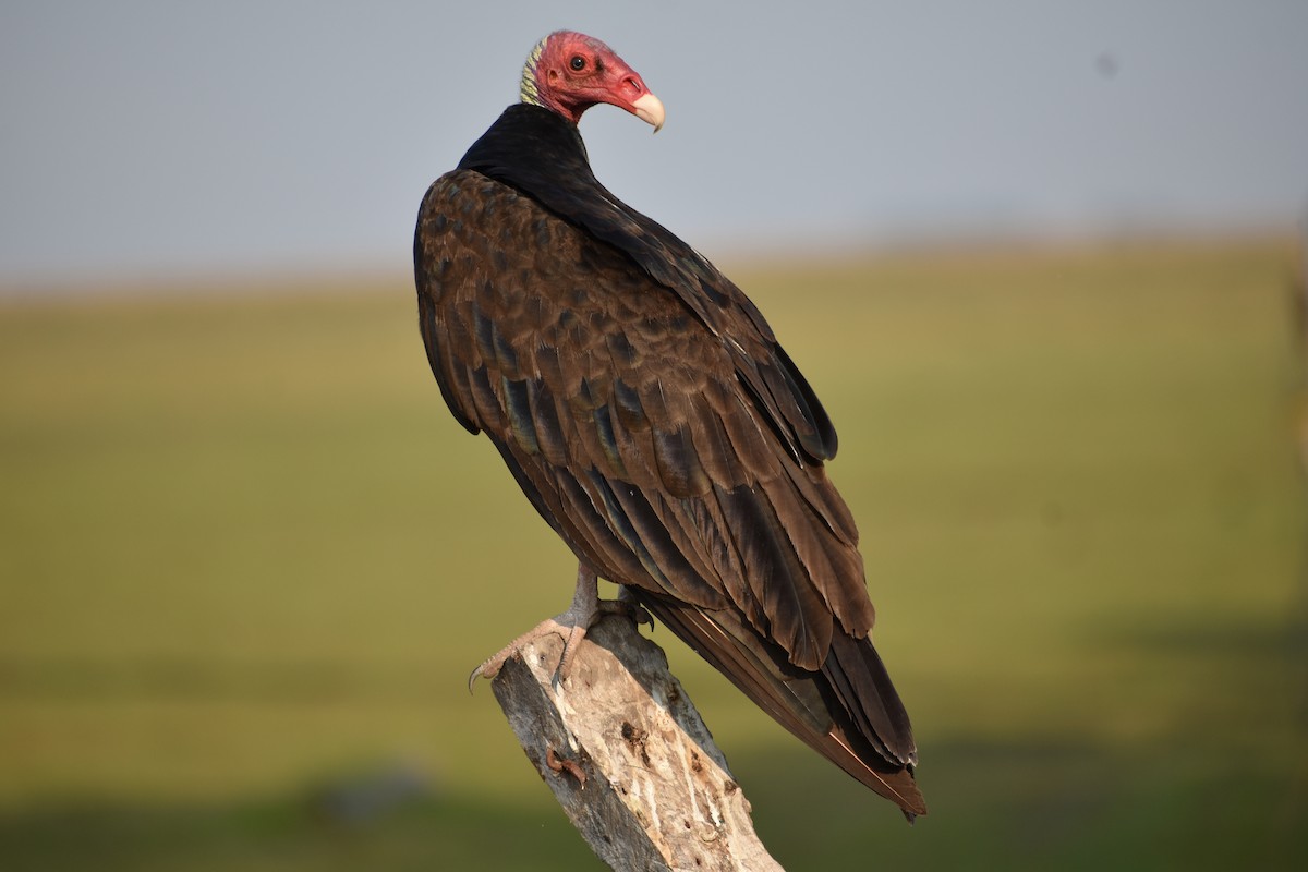 Turkey Vulture - Teodoro Camacho Reyes