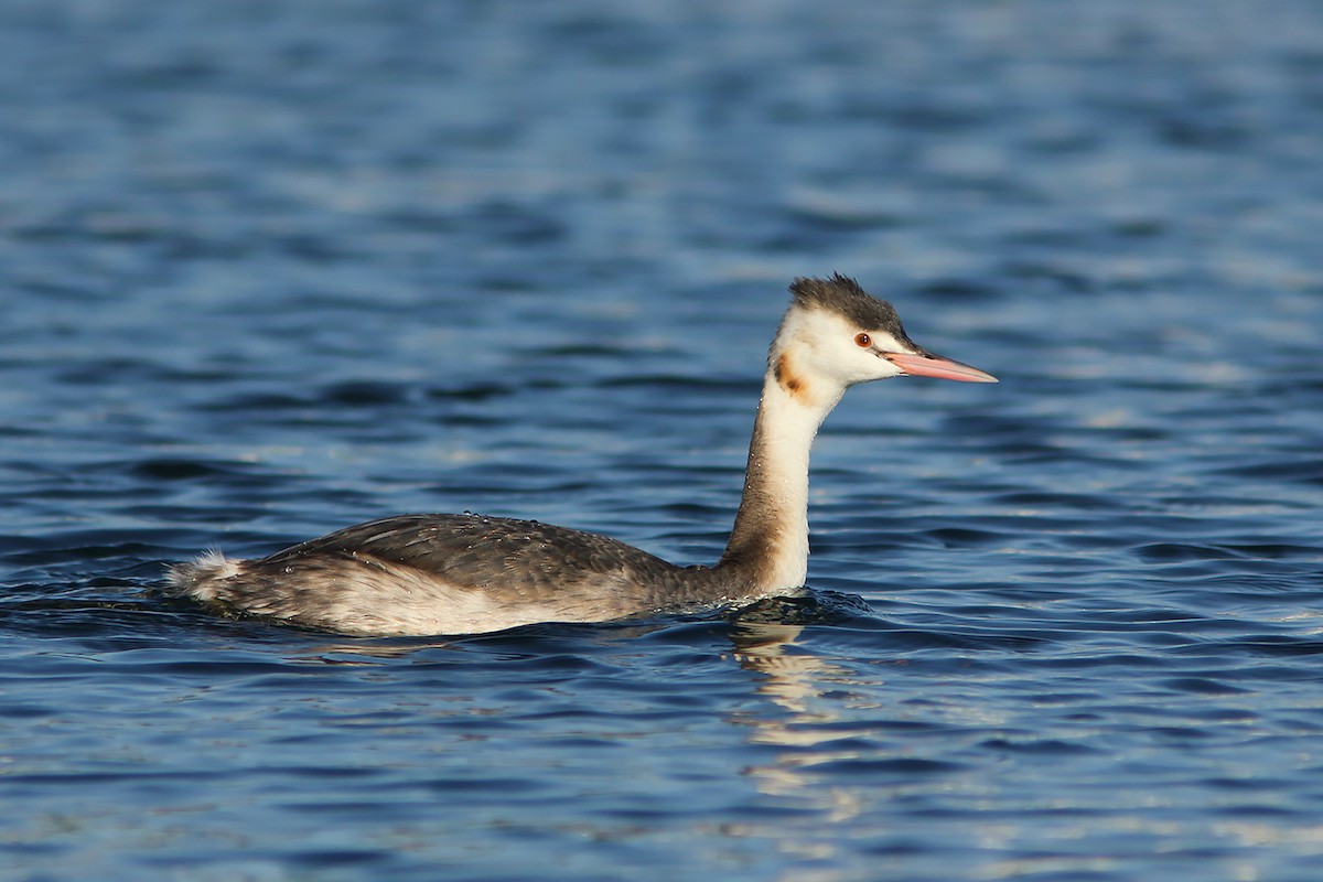 Great Crested Grebe - ML382856071