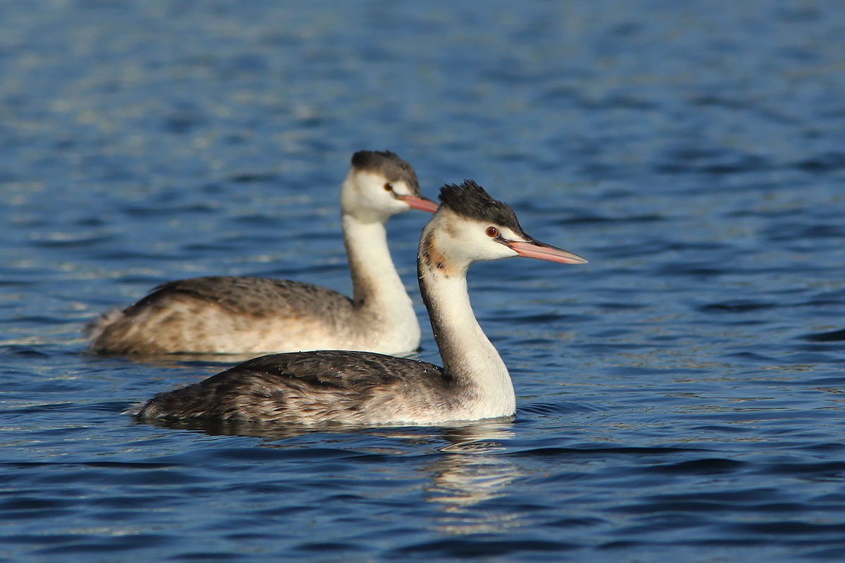 Great Crested Grebe - ML382856091
