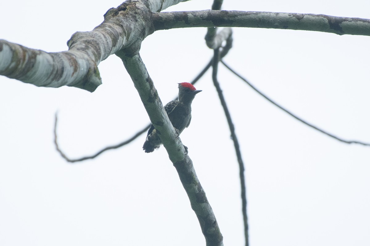Gray-and-buff Woodpecker (Gray-and-buff) - ML382856501