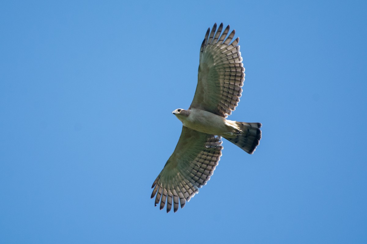 Blyth's Hawk-Eagle - Vatcharavee Sriprasertsil
